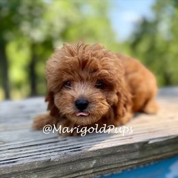 Bowie - Red male Cavapoo puppy in Kansas from Marigold Pups