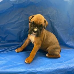 Leeann Rimes - Fawn female Boxer puppy in Willard, North Carolina from Boone’s Boxers of North Carolina