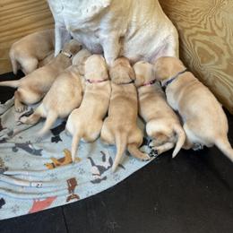 Labrador Retriever Puppies from Central Texas Labs