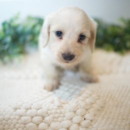 Jesse - Piebald male Dachshund puppy in Indiantown, Florida from Turquoise River Minature Dachshunds