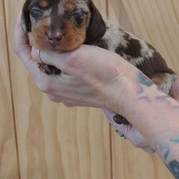 Cocoa - Dapple male Dachshund puppy in Norco, California from Tessasprettydachshunds
