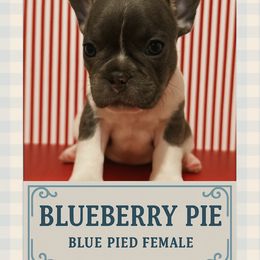 Blueberry Pie - female French Bulldog puppy in Utah from HM Kennels