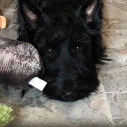 Cairn Terriers and Scottish Terriers from D & J SCOTTIES AND CAIRNS & Miniature Long haired Dachshunds