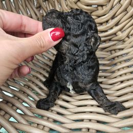 Boy 4- Lux - Tri-color male Cavapoo puppy in London, Kentucky from Blue Meadow Puppies