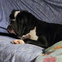 Maxi - Boxer