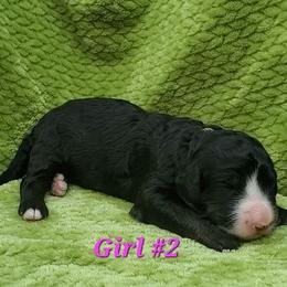Girl 2 - Tri-color female Bernedoodle puppy in Ball Ground, Georgia from Foothills Family Doodles