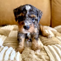 Bernedoodle Puppies from BFF Bernedoodles