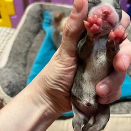 Girl one - Black and silver female Chihuahua puppy in Matensdale, Iowa from Tammy's Chihuahuas