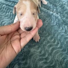 Black collar - White Borzoi puppy in Texas from Houston Borzoi