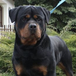 Rottweilers from Black Onyx Rottweilers