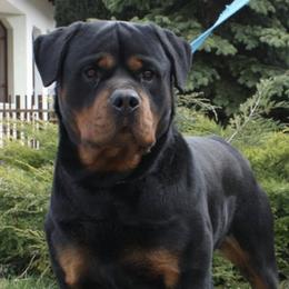 Rottweilers from Black Onyx Rottweilers