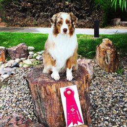 Australian Shepherd All Grown Up from Crofton Australian Shepherds