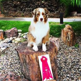 Australian Shepherd All Grown Up from Crofton Australian Shepherds
