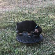Standard Schnauzer Puppies from Highbrow Standard Schnauzers