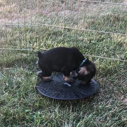 Standard Schnauzer Puppies from Highbrow Standard Schnauzers