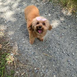 Ria - Red  female Poodle puppy in Washington from Mt.BakerPoodles&Doodles