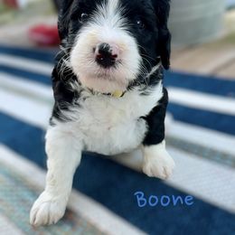 Bernedoodle and Goldendoodle Puppies from Doodling Around Indiana Poodles & Doodles
