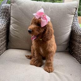 Nutmeg - Red  female Goldendoodle puppy in Georgia from Mother of Golden Doodles