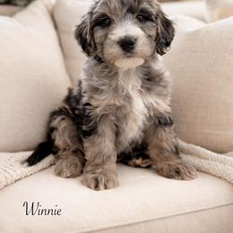 Winnie - Merle female Sheepadoodle puppy in Thornville, Ohio from Four Front Doodles & Friends