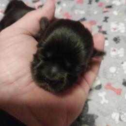 Boy 2 - Black and white male Shih Tzu puppy in Eastanollee, Georgia from G & J Shih Tzu