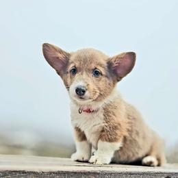 $3000 Candy Cane - Pembroke Welsh Corgi puppy from Top-Notch Paws