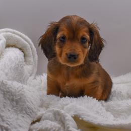 Red female - Red female Dachshund puppy in Maurice, Louisiana from Hart Dachshunds