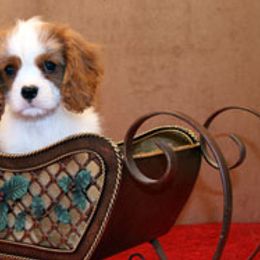 Cavalier King Charles Spaniels from Bellavita