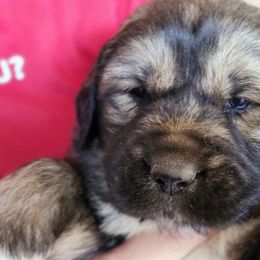 #4 boy - Brown seal German Shepherd puppy in Wright County, Missouri from The Old Red Barn Kennel