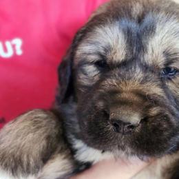 #4 boy - Brown seal German Shepherd puppy in Wright County, Missouri from The Old Red Barn Kennel