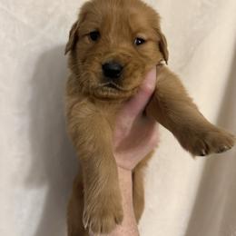 Golden Retriever Puppies from O’Shields Golden Paws