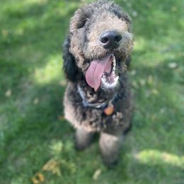 Bernedoodle and Goldendoodle All Grown Up from A.N.A. Doodles