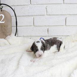 Bullseye - Merle male Labradoodle puppy in Bryantown, Maryland from Doodles on Duty