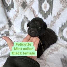 Felicette - Black female German Shepherd puppy in New Cambria, Missouri from Des Hausraben Shepherds