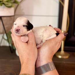 Alexandrite (Alex)- black collar - Tri-color male Bernedoodle puppy in Salt Lake County, Utah from Coco Avenue Pups