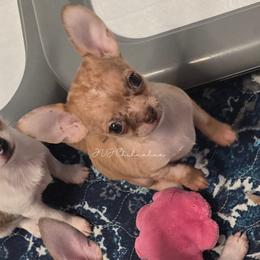 Cherry - Merle female Chihuahua puppy in El Paso, Texas from JVJ Chihuahua