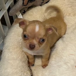 Cougar - Merle male Chihuahua puppy in Hampton, Virginia from Chilove Chihuahuas