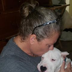 Dogo Argentino Puppies from De La Citra Dogo Argentino