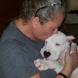 Dogo Argentino Puppies from De La Citra Dogo Argentino
