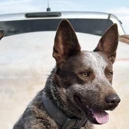 Dune (retirement home) - Red speckled male Australian Cattle Dog puppy in Marana, Arizona from Impact 3rd Australian Cattle Dogs