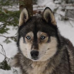 Rowan - Siberian Husky