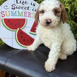 Bella - Parti female Labradoodle puppy in English, Indiana from Doodle Darlings