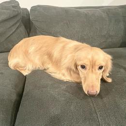 Wrigley - Dachshund