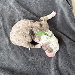 Chocolate Chip - Red merle male Australian Shepherd puppy in Columbia Falls, Montana from Firefly Horse Co Wellness Retreat Center