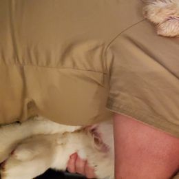 Saint Bernard Puppies from Dementhon Saint Bernards
