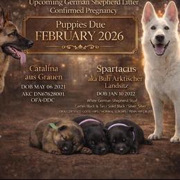 Female - Sable female German Shepherd puppy in Yuba City, California from Barton’s German Shepherds