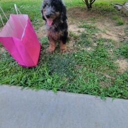 Labradoodle Puppies from Pawpaws Doodles