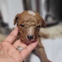 Rudolf - Apricot male Goldendoodle puppy in Milwaukwe, Wisconsin from Wisconsin Doodles
