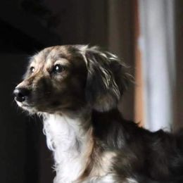 Dachshunds from Timberline Mini Longhaired Dachshunds
