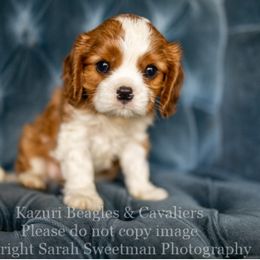 Beagle and Cavalier King Charles Spaniel Puppies from Kazuri Beagles and Cavaliers