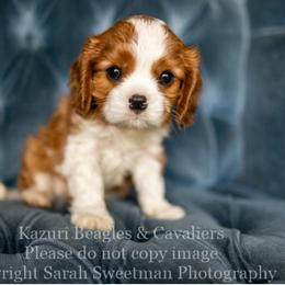 Beagle and Cavalier King Charles Spaniel Puppies from Kazuri Beagles and Cavaliers